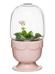 Greenhouse on foot with glass cover  pelargonia pink